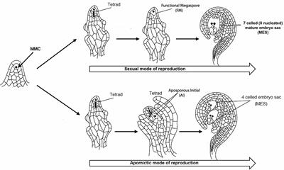 Retro-Element Gypsy-163 Is Differentially Methylated in Reproductive Tissues of Apomictic and Sexual Plants of Cenchrus ciliaris